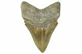 Serrated, Fossil Megalodon Tooth - North Carolina #370210-2